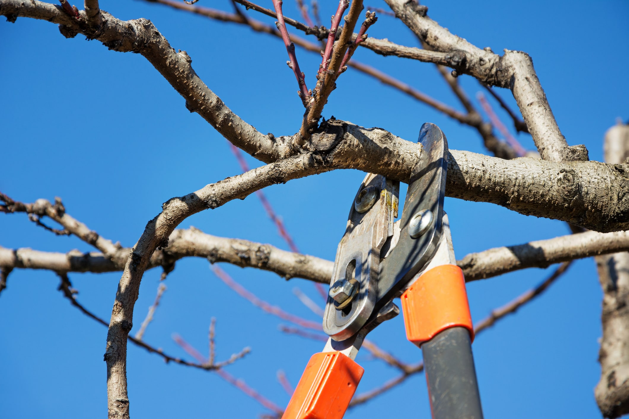 Seasonal pruning fruit tree with pruning shears